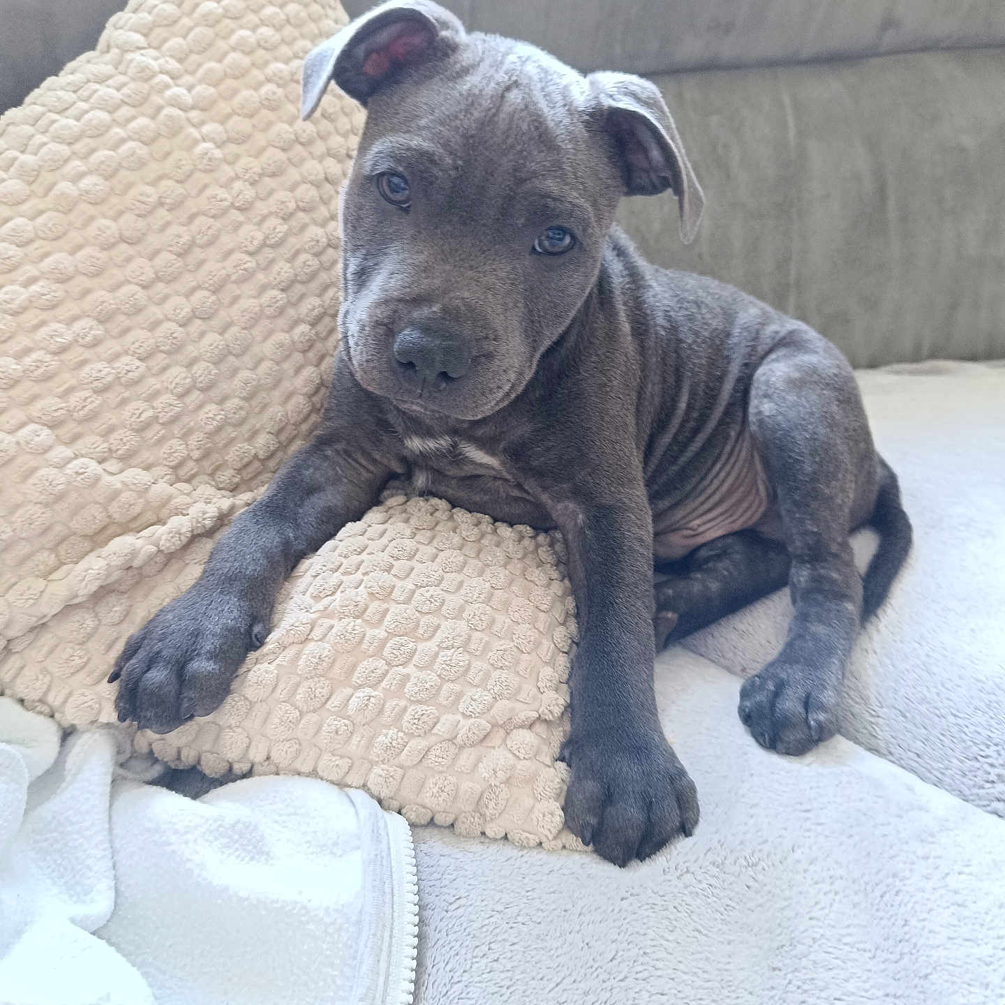 Buzz a rejoint le concours — aidez-le/la à gagner de superbes lots ! puppy, dog, pet, gray, couch, pillow, blanket, indoor, cute, young, fur, animal, resting, cozy, texture, snout, ears, paw, looking, home