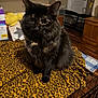 Kiki is registered to the contest to win money with this photo: animal, blanket, cage, cat, cozy, domestic, ears, eyes, feline, fur, furniture, household_items, indoor, leopard_print, mammal, pet, sitting, tortoiseshell, whiskers, wooden_floor