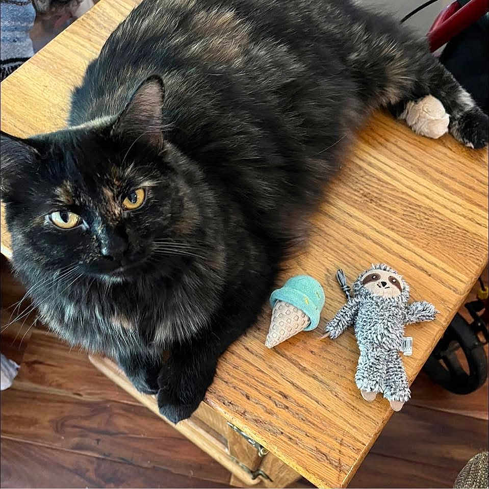 Kiki joined the competition — help win amazing prizes! animal, brown_wood_floor, cat, close_up, cozy, curious, domestic_cat, feline, fur, ice_cream_toy, indoor, pet, plush_toy, relaxed, sloth_toy, tabletop, tortoiseshell, toy, wooden_table, yellow_eyes