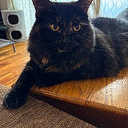 Kiki is registered to the contest to win money with this photo: animal, cat, cozy, curtains, domestic, fabric, feline, fur, household, indoor, natural_light, patterned_curtains, paw, pet, relaxed, sofa, table, tortoiseshell_cat, wooden_table, yellow_eyes