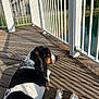 animal, calm, clouds, daytime, dog, fence, house, leash, nature, outdoor, pet, relaxing, shadow, sky, suburban, sunlight, tricolor, water, white_railings, wooden_deck