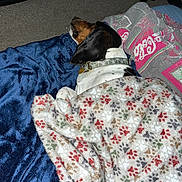 Dixie is registered to the contest to win money with this photo: animal, blanket, blue_blanket, carpet, collar, comfort, cozy, dog, fur, home, indoor, nap, pattern, paw_print, pet, relaxation, resting, shoes, sleeping, snuggled