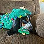animal, basset_hound, brown, christmas_tree, costume, couch, cozy, cute, decorated, dog, furniture, green, holiday, indoors, pet, pom_poms, puppy, resting, sleepy, toy