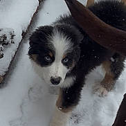 Tucker joined the competition — help win amazing prizes! animal, black_and_white, blue_eyes, canine, cold, companion, curious, dog, footprints, fur, ground, nature, outdoor, paw_prints, pet, playful, puppy, snow, winter, young