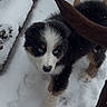 puppy, dog, snow, outdoor, animal, black_and_white, blue_eyes, winter, curious, pet, fur, paw_prints, nature, young, canine, playful, companion, cold, ground, footprints