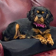Elvira is registered to the contest to win money with this photo: black_fur, bow, brown_markings, collar, couch, cushion, cute, dog, eyes, floppy_ears, indoor, leather_couch, living_room, lounging, paws, pet, pillow, portrait, relaxed, seat