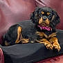 black_fur, bow, brown_markings, collar, couch, cushion, cute, dog, eyes, floppy_ears, indoor, leather_couch, living_room, lounging, paws, pet, pillow, portrait, relaxed, seat