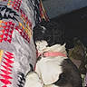 dog, sleeping, resting, black_and_white, pet, collar, pink_collar, plush_toy, blanket, bed, indoor, cozy, curled_up, paws, closed_eyes, flash_photography, patterned_fabric, snuggling, relaxed, portrait