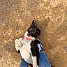 dog, black_and_white_dog, pet, animal, lying_down, belly_up, happy, smiling, open_mouth, outdoor, sandy_ground, pebbles, pink_collar, collar, sneakers, jeans, human_legs, playful, portrait, funny_pose
