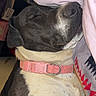 Prettygirl is registered to the contest to win money with this photo: dog, sleeping, cuddling, pet, animal, black_and_white, short_hair, collar, pink_collar, close_up, portrait, indoors, person, clothing, cozy, relaxed, snuggling, floppy_ears, white_chest, flash_photography