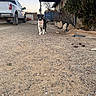 dog, black_and_white_dog, pet, standing, outdoor, driveway, gravel, pickup_truck, truck, house, garage, workshop, yard, trees, shrubs, fence, blue_sky, red_collar, animal, rural