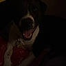 dog, black_and_white, yawning, open_mouth, indoor, dim_lighting, portrait, lying_down, paws, red_blanket, collar, pet, animal, dark_background, living_room, relaxed, sleepy, white_chest, white_paws, nighttime