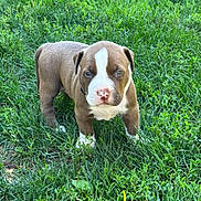 Rino joined the competition — help win amazing prizes! puppy, dog, grass, outdoor, pet, brown, white, young, animal, cute, nature, fur, canine, standing, looking, adorable, green, small, eyes, nose