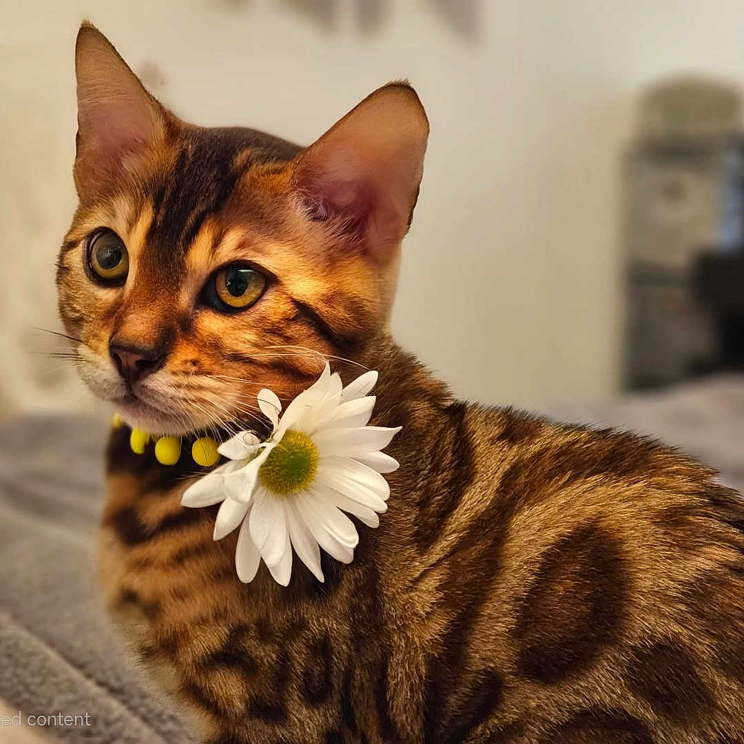 Cleo joined the competition — help win amazing prizes! abyssinian, anemone, animal, cat, daisy, face, flower, flowerarrangement, flowerbouquet, head, herbal, herbs, kitten, person, pet, petal, photography, plant, portrait, sunflower