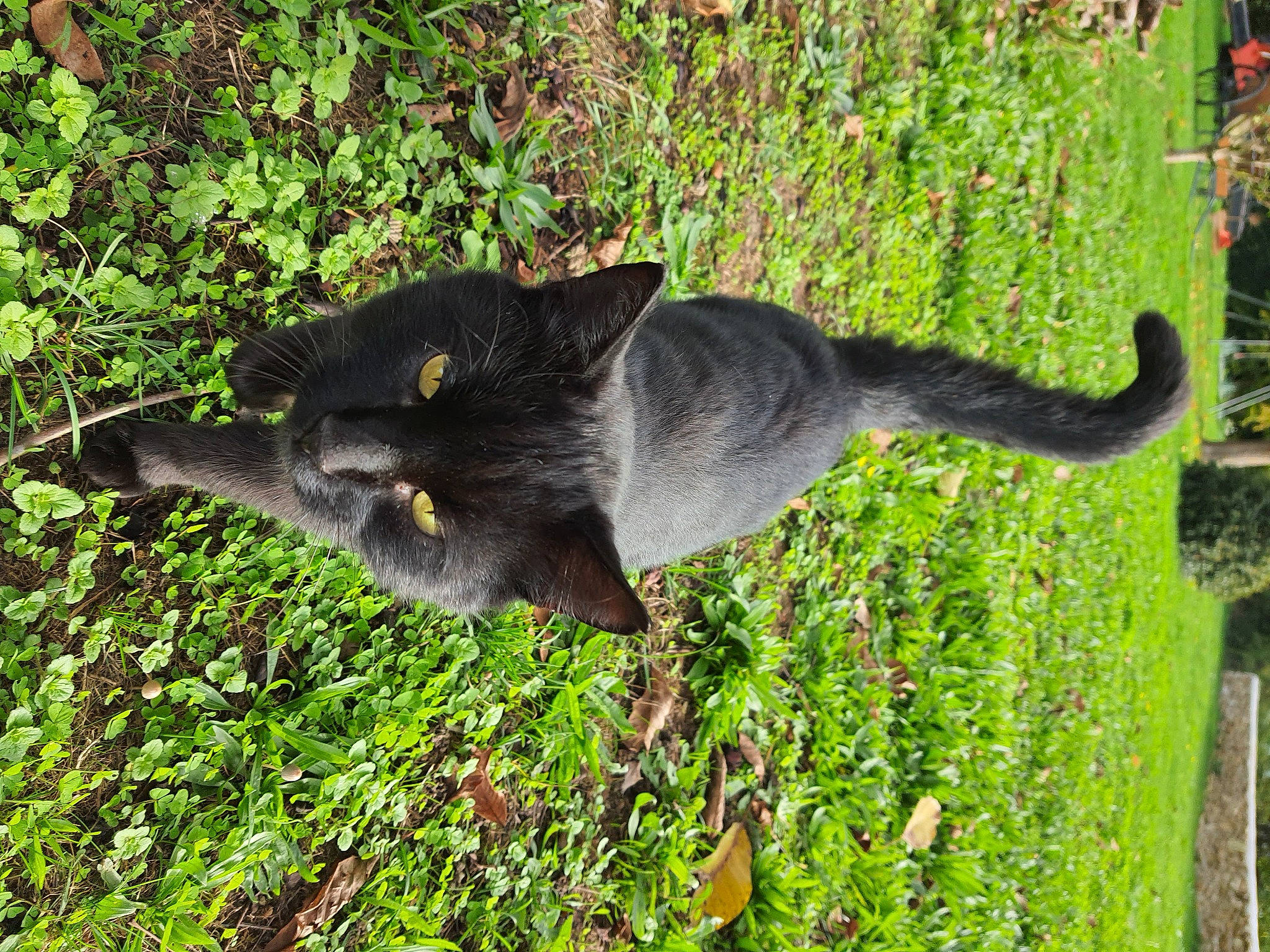 Luffy a rejoint le concours — aidez-le/la à gagner de superbes lots ! black_cat, bombay, carnivore, cat, domestic_short_haired_cat, felidae, fur, grass, grass_family, groundcover, herb, plant, shrub, small_to_medium_sized_cats, snout, tail, terrestrial_animal, tree, whiskers, wildlife