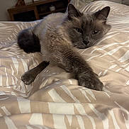 Royal is registered to the contest to win money with this photo: cat, feline, pet, bed, blanket, bedding, comforter, paw, fur, whiskers, ears, sleepy, stretched, indoor, bedroom, nightstand, furniture, closeup, portrait, relaxed