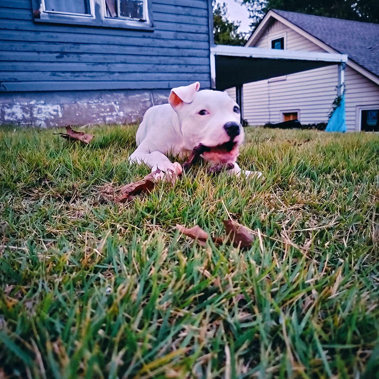 Mila is registered to the contest to win money with this photo: animal, architecture, backyard, building, bulldog, canine, dog, field, grass, grassland, housing, lawn, nature, neighborhood, outdoors, pet, plant, puppy, shelter, yard