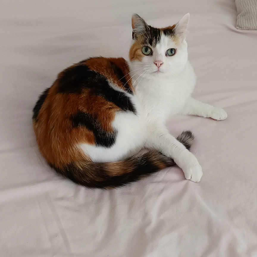 Tasha a rejoint le concours — aidez-le/la à gagner de superbes lots ! animal, bed, bedroom, calico_cat, cat, cute, domestic_cat, feline, fur, green_eyes, indoor, looking, pet, pillow, quiet, relaxed, resting, soft, tail, whiskers