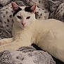 cat, white_cat, black_markings, animal, pet, feline, resting, blanket, plush, soft_texture, indoor, cozy, fur, ears, whiskers, pink_nose, relaxed, lying_down, close_up, domestic_cat