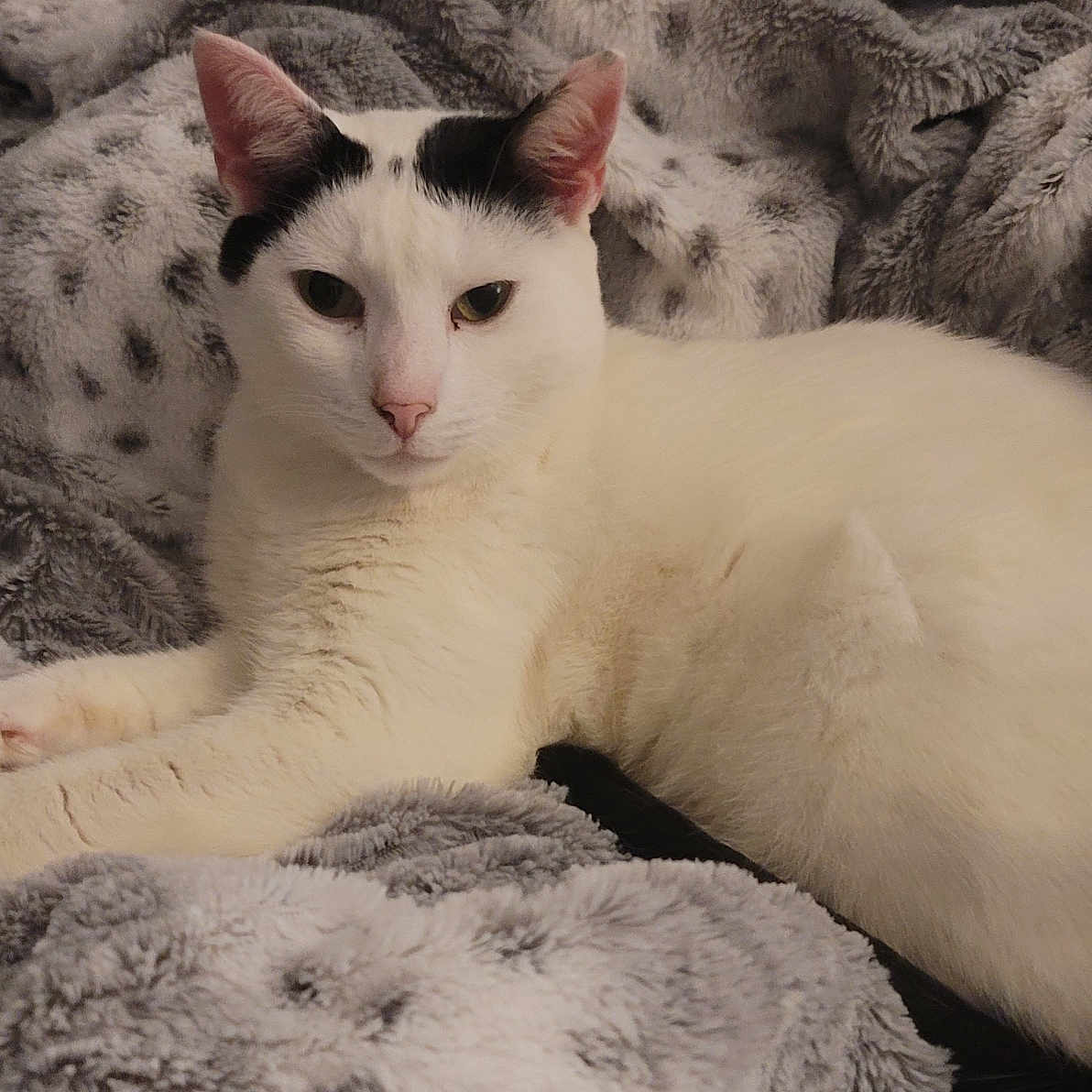 Buddy joined the competition — help win amazing prizes! animal, black_markings, blanket, cat, close_up, cozy, domestic_cat, ears, feline, fur, indoor, lying_down, pet, pink_nose, plush, relaxed, resting, soft_texture, whiskers, white_cat