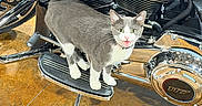 Dyna joined the competition — help win amazing prizes! animal, cat, chrome, closeup, curious, engine, floor, footrest, gray_cat, harley_davidson, indoor, machine, meowing, metal, motorcycle, pet, reflection, standing, vehicle, white_cat