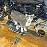 cat, motorcycle, harley_davidson, gray_cat, white_cat, chrome, footrest, floor, vehicle, pet, animal, indoor, machine, reflection, metal, engine, closeup, curious, standing, meowing