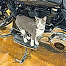 Dyna joined the competition — help win amazing prizes! cat, motorcycle, harley_davidson, footrest, gray_cat, white_cat, indoor, floor, chrome, engine, vehicle, pet, curious, standing, side_view, reflection, metal, machine, two_wheeler, domestic_animal