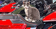 Dyna joined the competition — help win amazing prizes! cat, motorcycle, harley_davidson, vehicle, red, black, gray, white, seat, handlebars, indoor, showroom, chrome, machine, pet, animal, sitting, transportation, reflection, metal