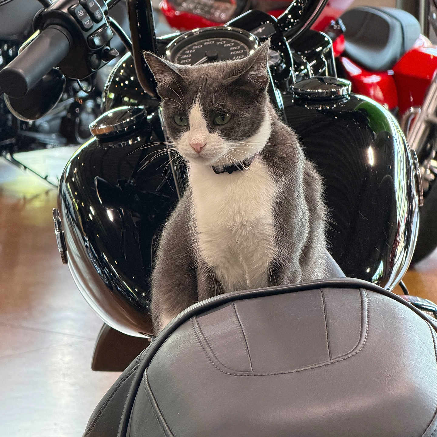 Dyna is registered to the contest to win money with this photo: cat, motorcycle, seat, handlebars, black, gray, white, indoor, vehicle, speedometer, leather, reflection, focus, closeup, pet, animal, fur, ears, collar, background