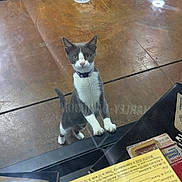 Dyna is registered to the contest to win money with this photo: cat, grey_and_white, curious, glass_surface, hind_legs, indoor, floor, concrete, paws, looking_up, pet, collar, reflection, paper, desk, objects, close_up, animal, domestic, feline