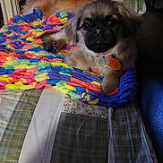 Daisy is registered to the contest to win money with this photo: dog, puppy, pet, blanket, colorful_blanket, collar, id_tag, paw, fur, eyes, nose, indoor, quilt, couch, plaid, wooden_wall, nightstand, decor, resting, portrait