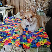 Angel joined the competition — help win amazing prizes! dog, chihuahua, small_dog, pet, knitted_blanket, colorful_blanket, blanket, bedspread, pillow, wood_paneling, living_room, collar, dog_tag, ears, fur, eyes, paw, tail, glasses, nightstand