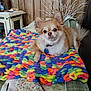 dog, chihuahua, small_dog, pet, knitted_blanket, colorful_blanket, blanket, bedspread, pillow, wood_paneling, living_room, collar, dog_tag, ears, fur, eyes, paw, tail, glasses, nightstand