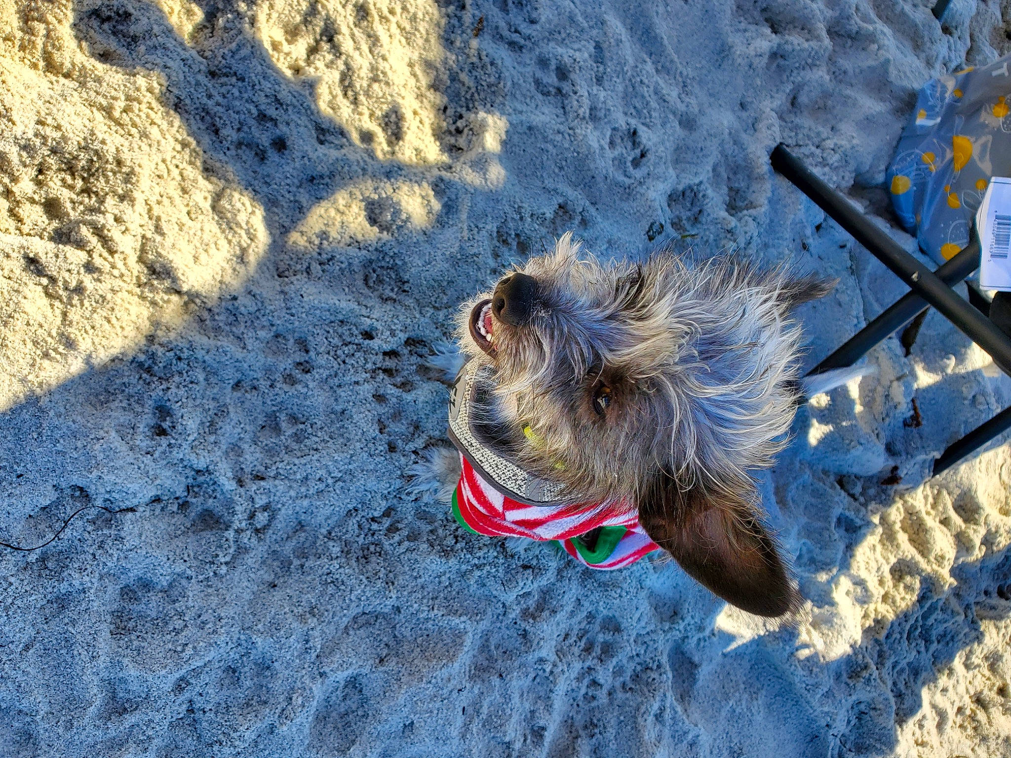 Amor joined the competition — help win amazing prizes! azure, beach, canidae, carnivore, dog, dog_breed, electric_blue, foot, landscape, leash, leisure, ocean, recreation, rock, sand, shadow, snout, soil, sporting_group, wave