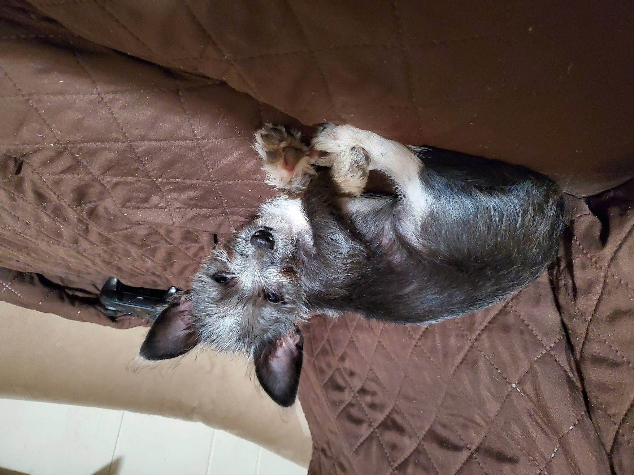 Amor is registered to the contest to win money with this photo: canidae, claw, comfort, companion_dog, dog_breed, fawn, fur, hardwood, livestock, paw, snout, tail, terrestrial_animal, whiskers, wood, working_animal