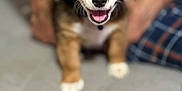 Chubby joined the competition — help win amazing prizes! puppy, dog, brown, white, smiling, pet, cute, fur, animal, indoor, hands, person, blurred_background, closeup, happy, young, domestic_animal, face, sitting, friendly