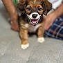 puppy, dog, brown, white, smiling, pet, cute, fur, animal, indoor, hands, person, blurred_background, closeup, happy, young, domestic_animal, face, sitting, friendly