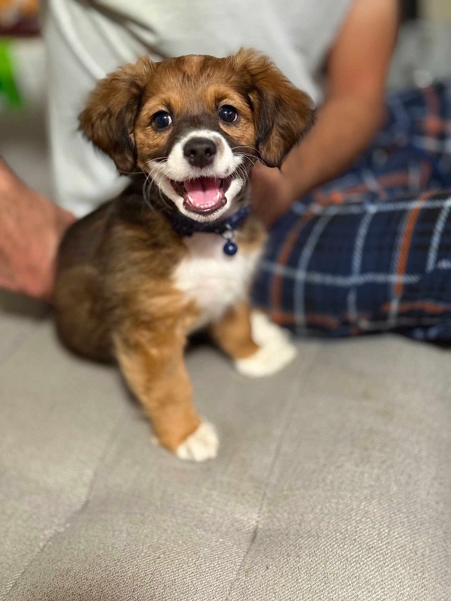 Chubby joined the competition — help win amazing prizes! puppy, dog, smiling, pet, indoor, couch, person, plaid_pants, white_shirt, happy, young_dog, fur, collar, paw, sitting, closeup, cute, domestic_animal, friendly, companion