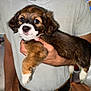 Chubby joined the competition — help win amazing prizes! puppy, dog, pet, animal, cute, fur, brown, white, face, eyes, person, hand, holding, indoor, shirt, closeup, adorable, young, domestic, cozy