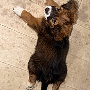 Chubby is registered to the contest to win money with this photo: puppy, dog, brown, white, black, fur, floor, tile, pet, cute, lying_down, looking_back, animal, young, small, ears, tail, paws, indoor, companion
