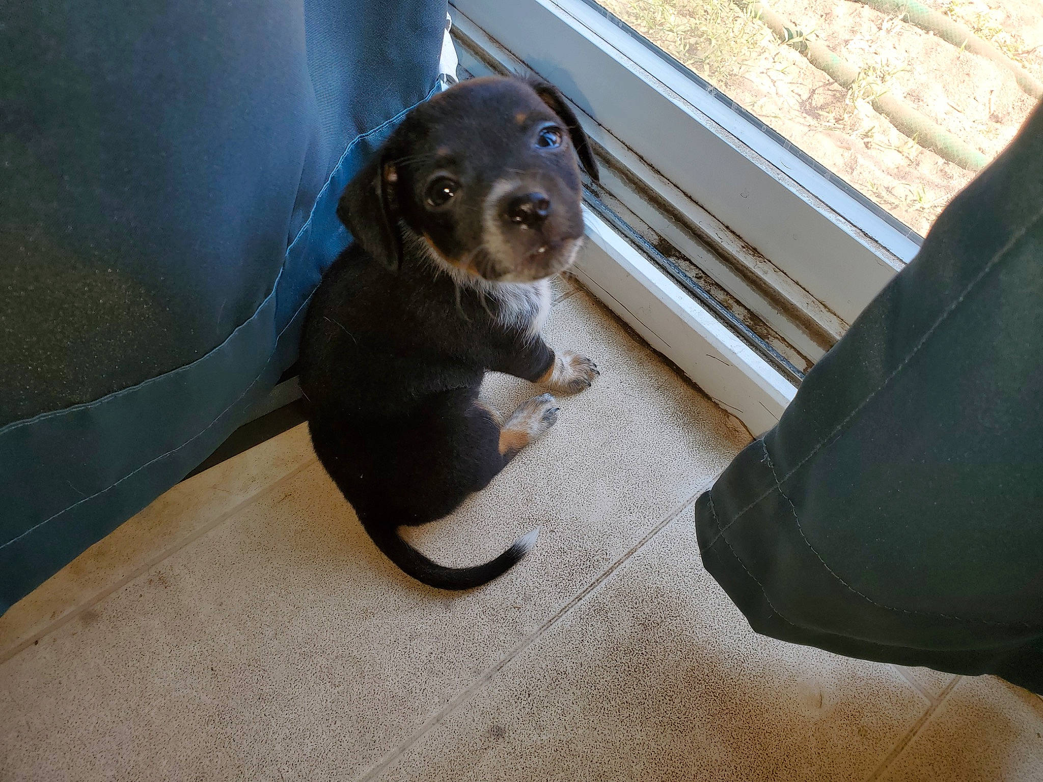 Bulla is registered to the contest to win money with this photo: canidae, carnivore, collar, comfort, companion_dog, dog, dog_breed, dog_collar, door, fawn, flooring, fur, guard_dog, liver, metal, snout, sporting_group, vehicle_door, whiskers, working_animal