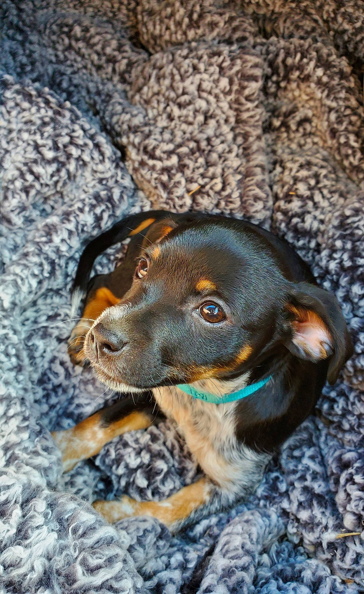 Bulla is registered to the contest to win money with this photo: canidae, carnivore, companion_dog, dog, dog_breed, ear, electric_blue, fawn, hound, hunting_dog, liver, pet_supply, scent_hound, snout, sporting_group, terrestrial_animal, whiskers, working_animal, working_dog