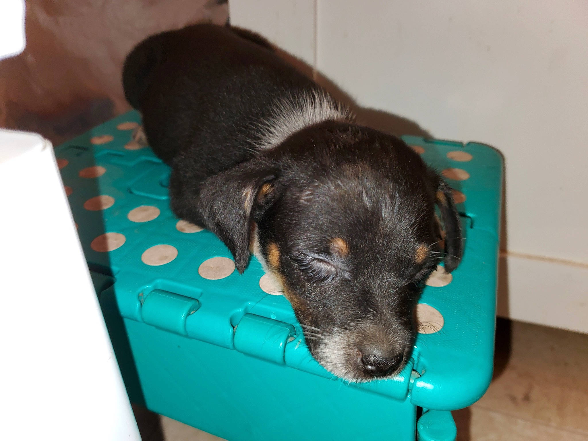 Bulla joined the competition — help win amazing prizes! borador, canidae, carnivore, comfort, companion_dog, dog, dog_breed, dog_supply, fawn, fur, guard_dog, liver, paw, pet_supply, puppy, rectangle, snout, sporting_group, whiskers, working_animal