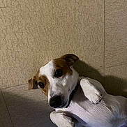 Simba participe au concours pour gagner de l'argent avec cette photo : dog, jack_russell, pet, indoor, tile_floor, lying_on_back, belly_up, paws_up, white_fur, brown_fur, collar, cute, playful, looking_at_camera, shadow, close_up, portrait, nose, whiskers, expression