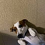 dog, jack_russell, pet, indoor, tile_floor, lying_on_back, belly_up, paws_up, white_fur, brown_fur, collar, cute, playful, looking_at_camera, shadow, close_up, portrait, nose, whiskers, expression