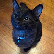 Romeo joined the competition — help win amazing prizes! cat, black_cat, pet, feline, collar, bell, hardwood_floor, looking_up, whiskers, ears, eyes, indoor, domestic_animal, portrait, closeup, sitting, paws, curious, fluffy, companion