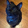 cat, black_cat, pet, feline, collar, bell, hardwood_floor, looking_up, whiskers, ears, eyes, indoor, domestic_animal, portrait, closeup, sitting, paws, curious, fluffy, companion