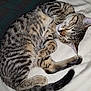 Baby joined the competition — help win amazing prizes! cat, tabby, sleeping, curled_up, fur, whiskers, pet, animal, domestic, cozy, resting, bed, blanket, striped, cute, feline, relaxed, indoor, soft, tail