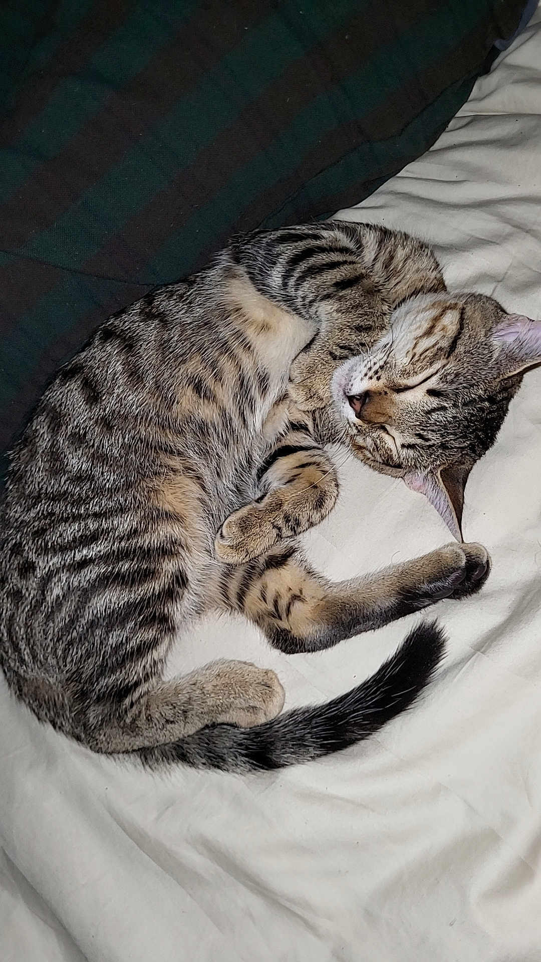 Baby joined the competition — help win amazing prizes! cat, tabby, sleeping, curled_up, fur, whiskers, pet, animal, domestic, cozy, resting, bed, blanket, striped, cute, feline, relaxed, indoor, soft, tail