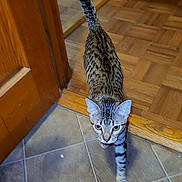 Baby joined the competition — help win amazing prizes! cat, tabby, striped, pet, animal, indoor, floor, tile_floor, wood_floor, doorway, walking, curious, tail_up, feline, house, domestic, cute, whiskers, ears, eyes